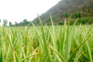 Der Aloe Vera Pflanze werden manche positive Wirkungen auf die menschliche Haut nachgesagt. Foto thitimontoiyai via Twenty20