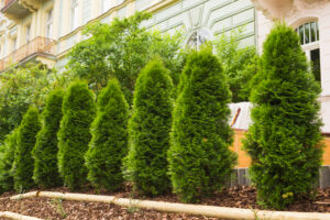 Zypressen zählen zu den schnell wachsenden Heckenpflanzen. Foto Satura_ via Envato