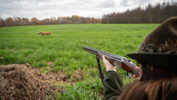 Frau mit Jagdschein zielt auf einen Fuchs